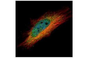 ICC/IF Image Confocal immunofluorescence analysis (Olympus FV10i) of paraformaldehyde-fixed HeLa, using IP6K1, antibody (Green) at 1:500 dilution. (IP6K1 antibody)