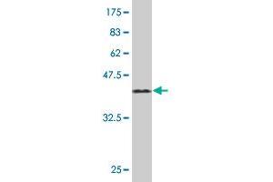 Western Blot detection against Immunogen (44. (TCAP antibody  (AA 1-167))