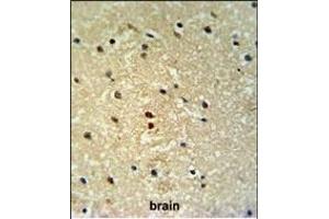 PROX-1- Antibody (ABIN650693 and ABIN2839113) IHC analysis in formalin fixed and paraffin embedded human brain tissue followed by peroxidase conjugation of the secondary antibody and DAB staining. (PROX1 antibody  (AA 492-520))