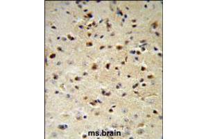 YWHAZ Antibody IHC analysis in formalin fixed and paraffin embedded mouse brain followed by peroxidase conjugation of the secondary antibody and DAB staining. (14-3-3 zeta antibody  (AA 65-93))