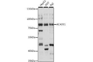 Western blot analysis of extracts of various cell lines, using  antibody (ABIN7265417) at 1:1000 dilution. (ACAD11 antibody  (AA 1-230))