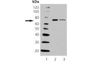 Western Blotting (WB) image for anti-Heat Shock 70kDa Protein 6 (HSP70B') (HSPA6) (C-Term) antibody (ABIN7211463) (HSPA6 antibody  (C-Term))