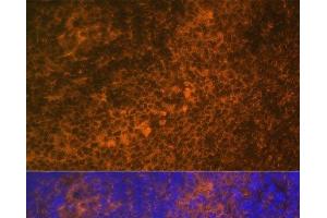 Immunofluorescence analysis of Rat spleen using TNFRSF10A Polyclonal Antibody at dilution of 1:100 (40x lens). (TNFRSF10A antibody)