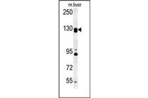 Western blot analysis of MGC24039 Antibody (C-term)  in mouse liver tissue lysates (15ug/lane). (MGC24039 (AA 1073-1102), (C-Term) antibody)
