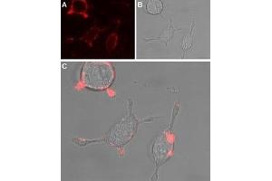 Expression of TRPC4 in rat PC12 cells - Cell surface detection of TRPC4 in intact living rat Pheochromocytoma (PC12) cells. (TRPC4 antibody  (2nd Extracellular Loop))