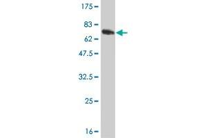 Western Blot detection against Immunogen (66. (ZNF24 antibody  (AA 1-368))