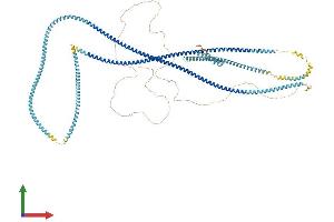 AlphaFold protein structure predicition of Human Recombinant CCDC40 Protein, UniprotID Q4G0X9 (CCDC40 Protein (AA 1-1142) (His tag))