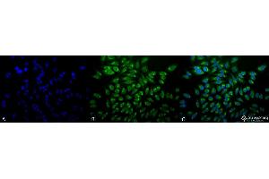 Immunocytochemistry/Immunofluorescence analysis using Mouse Anti-GRP78 Monoclonal Antibody, Clone 1H11-1H7 . (GRP78 antibody  (Biotin))