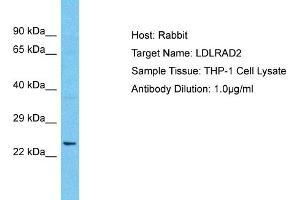Host: Rabbit Target Name: LDLRAD2 Sample Type: THP-1 Whole Cell lysates Antibody Dilution: 1.