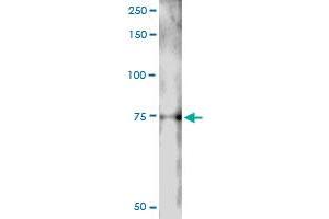 Immunoprecipitation of LIN9 transfected lysate using anti-LIN9 MaxPab rabbit polyclonal antibody and Protein A Magnetic Bead , and immunoblotted with LIN9 MaxPab mouse polyclonal antibody (B01) . (LIN9 antibody  (AA 1-558))