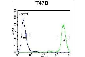 PIGM Antibody (C-term) (ABIN650949 and ABIN2840006) flow cytometric analysis of T47D cells (right histogram) compared to a negative control cell (left histogram). (PIGM antibody  (C-Term))
