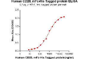 ELISA plate pre-coated by 2 μg/mL (100 μL/well) Human CD28, mFc-His tagged protein (ABIN6961087) can bind Human B7-1, hFc tagged protein (ABIN6961158) in a linear range of 125-4000 ng/mL. (CD28 Protein (CD28) (mFc-His Tag))