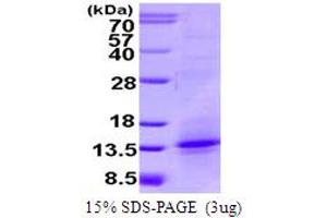 SDS-PAGE (SDS) image for Tumor Necrosis Factor (Ligand) Superfamily, Member 18 (TNFSF18) (AA 72-199) protein (ABIN667587)