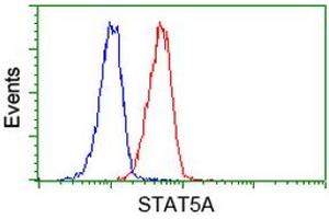 Image no. 2 for anti-Signal Transducer and Activator of Transcription 5A (STAT5A) antibody (ABIN1501190) (STAT5A antibody)