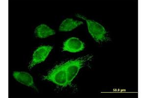 Immunofluorescence of purified MaxPab antibody to IDH3A on HeLa cell. (IDH3A antibody  (AA 1-366))