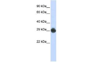 KITLG antibody used at 1 ug/ml to detect target protein. (KIT Ligand antibody  (Middle Region))