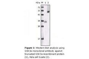 Image no. 1 for anti-Glycogen Synthase Kinase 3 alpha (GSK3a) antibody (ABIN207639) (GSK3 alpha antibody)