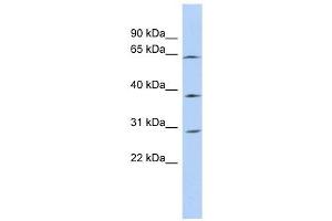 CCDC54 antibody used at 1 ug/ml to detect target protein. (CCDC54 antibody  (N-Term))