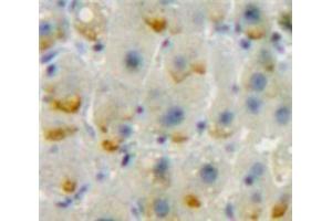 IHC-P analysis of Liver tissue, with DAB staining. (CD86 antibody  (AA 37-272))