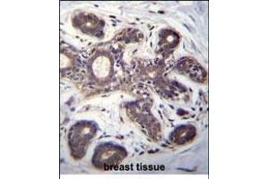EIF2B1 Antibody (Center) (ABIN656348 and ABIN2845647) immunohistochemistry analysis in formalin fixed and paraffin embedded human breast tissue followed by peroxidase conjugation of the secondary antibody and DAB staining. (EIF2B1 antibody  (AA 136-163))