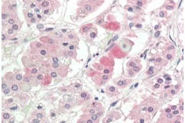 SLC1A4 antibody  (C-Term)