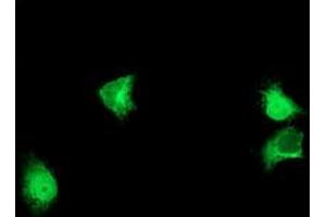 Anti-ALG2 mouse monoclonal antibody (ABIN2455500) immunofluorescent staining of COS7 cells transiently transfected by pCMV6-ENTRY ALG2 (RC204766). (ALG2 antibody)