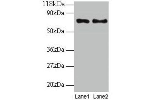 TAX1BP3 Antikörper  (AA 1-124)