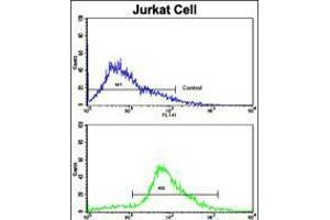 Flow cytometric analysis of jurkat cells using CDK2 Antibody (bottom histogram) compared to a negative control cell (top histogram). (CDK2 antibody  (C-Term))
