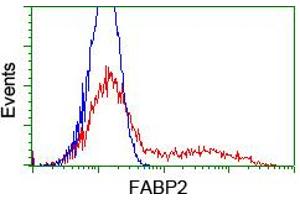 HEK293T cells transfected with either RC210206 overexpress plasmid (Red) or empty vector control plasmid (Blue) were immunostained by anti-FABP2 antibody (ABIN2455027), and then analyzed by flow cytometry. (FABP2 antibody)