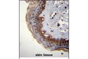 RBM42 Antibody (C-term) (ABIN656357 and ABIN2845655) immunohistochemistry analysis in formalin fixed and paraffin embedded human skin tissue followed by peroxidase conjugation of the secondary antibody and DAB staining.