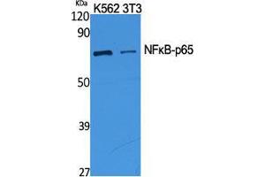 Western Blot (WB) analysis of specific cells using NFkappaB-p65 Polyclonal Antibody. (NF-kB p65 antibody  (Thr693))