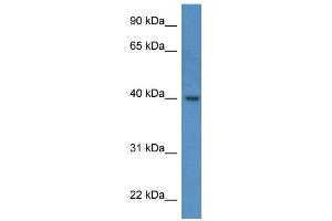 Western Blotting (WB) image for anti-ELMO/CED-12 Domain Containing 3 (ELMOD3) (C-Term) antibody (ABIN786164) (ELMOD3 antibody  (C-Term))