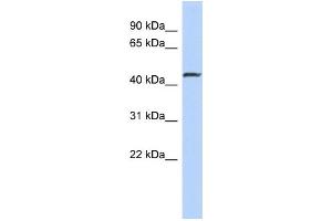 WB Suggested Anti-SMAD2 Antibody Titration:  0. (SMAD2 antibody  (N-Term))