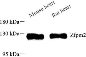 ZFPM2 antibody