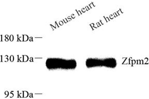 ZFPM2 antibody