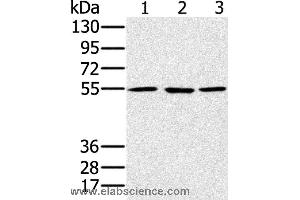 Western blot analysis of A549, hela and NIH/3T3 cell, using PSMC1 Polyclonal Antibody at dilution of 1:500 (PSMC1 antibody)