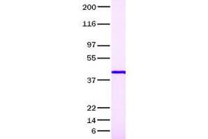 Validation with Western Blot (PAI1 Protein (Transcript Variant 1))