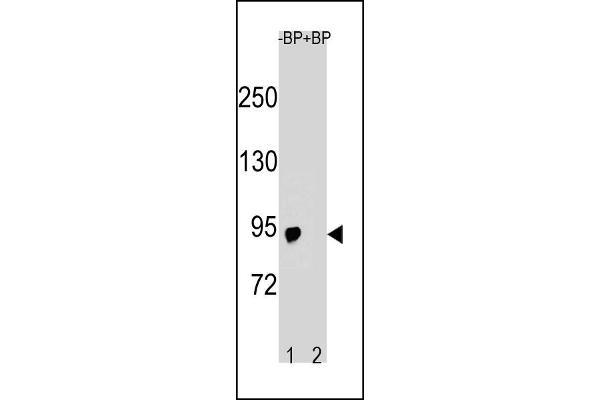 SLCO6A1 antibody  (C-Term)