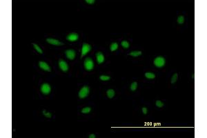 Immunofluorescence of purified MaxPab antibody to NFIX on HeLa cell. (NFIX antibody  (AA 1-441))