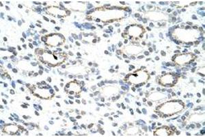 Immunohistochemical staining (Formalin-fixed paraffin-embedded sections) of human kidney with FOXQ1 polyclonal antibody  at 4-8 ug/mL working concentration. (FOXQ1 antibody  (N-Term))