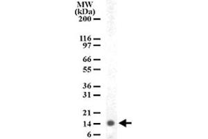 Western blot analysis of HIST3H2A in human PBMC lysate with HIST3H2A polyclonal antibody  .