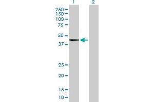 Western Blot analysis of RRAGB expression in transfected 293T cell line by RRAGB MaxPab polyclonal antibody. (RRAGB antibody  (AA 1-374))