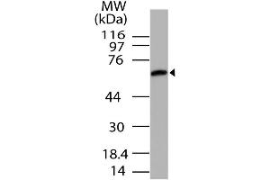 Image no. 1 for anti-Unc-93 Homolog B1 (UNC93B1) (AA 300-597) antibody (ABIN5027623) (UNC93B1 antibody  (AA 300-597))