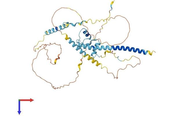 NKAP Protein (AA 1-415) (His tag)