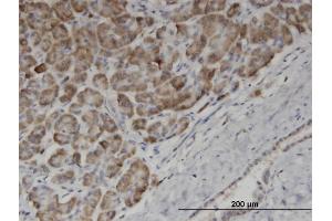Immunoperoxidase of monoclonal antibody to EDF1 on formalin-fixed paraffin-embedded human pancreas. (EDF1 antibody  (AA 1-148))