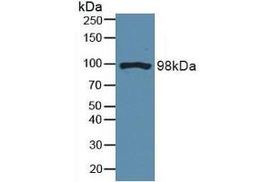 Figure. (DNM2 antibody  (AA 533-731))