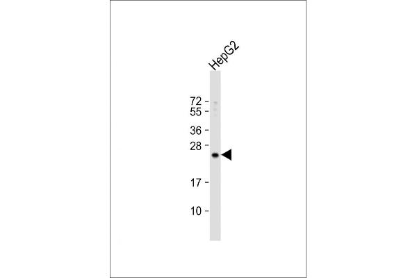 RPL15 anticorps  (N-Term)