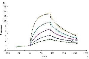 Cynomolgus IL-13Ra1,His Tag immobilized on CM5 Chip can bind Cynomolgus IL-13, His Tag with an affinity constant of 21. (IL-13 Protein (AA 19-132) (His tag))