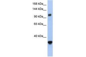 Image no. 1 for anti-Exportin 5 (XPO5) (AA 1115-1164) antibody (ABIN6743458) (XPO5 antibody  (AA 1115-1164))