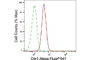 anti-Orthodenticle Homeobox 1 (OTX1) antibody